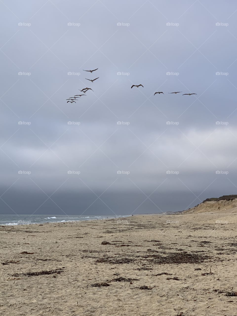 A flock of birds flying together over a beach with crashing waves