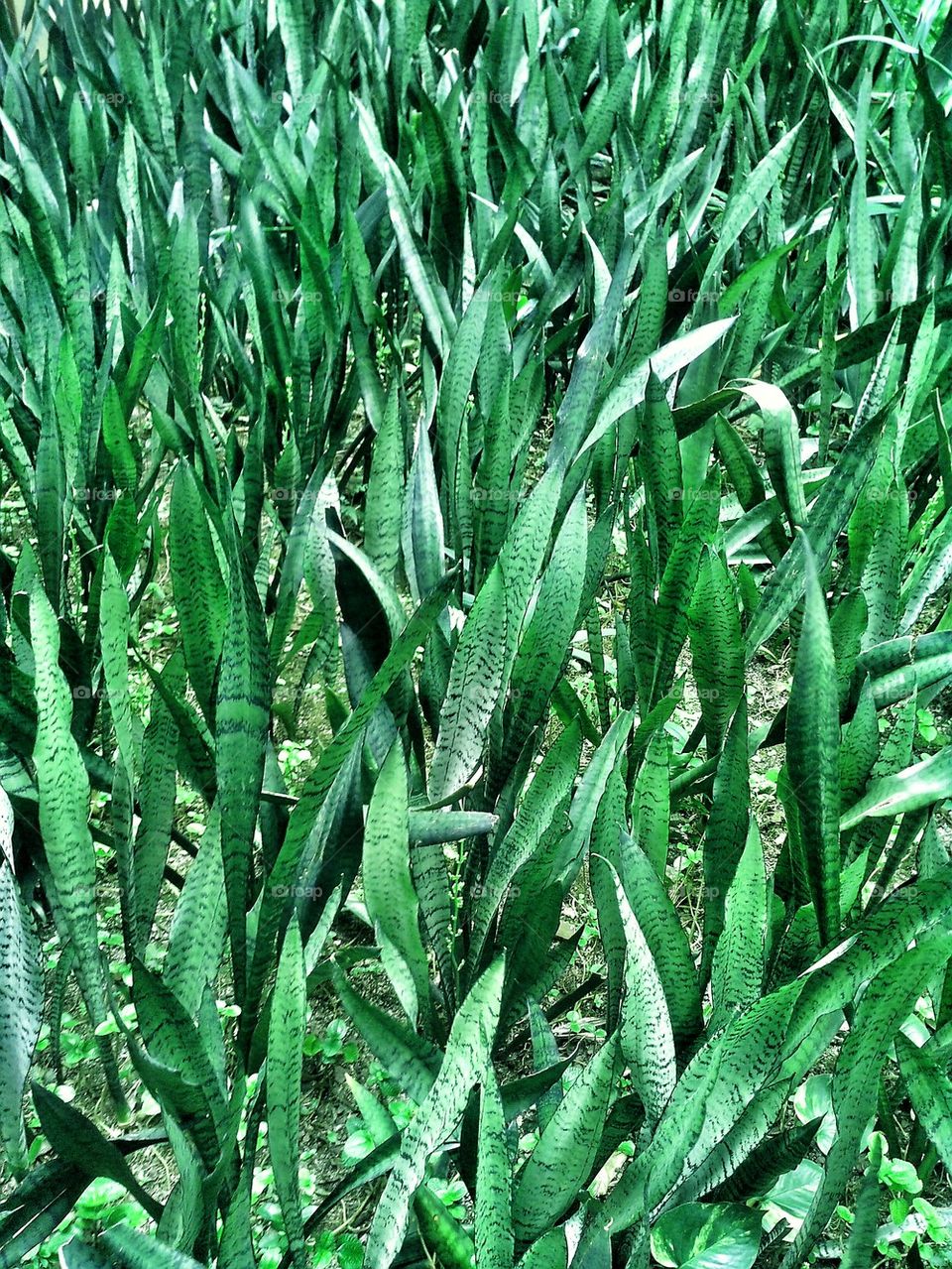 nature green park grass by junpinzon