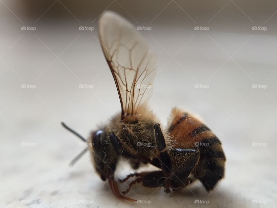 Bee 