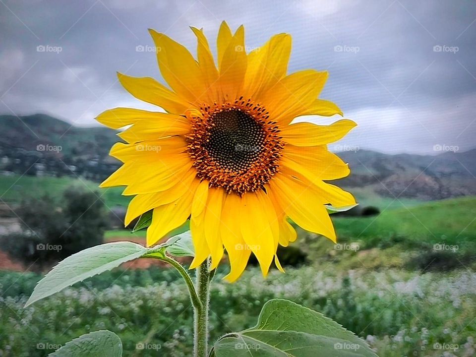 beautiful yellow sunflower