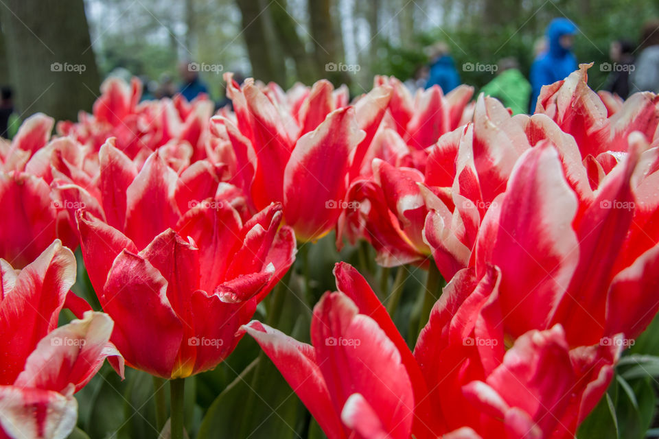 Red and white tulips 