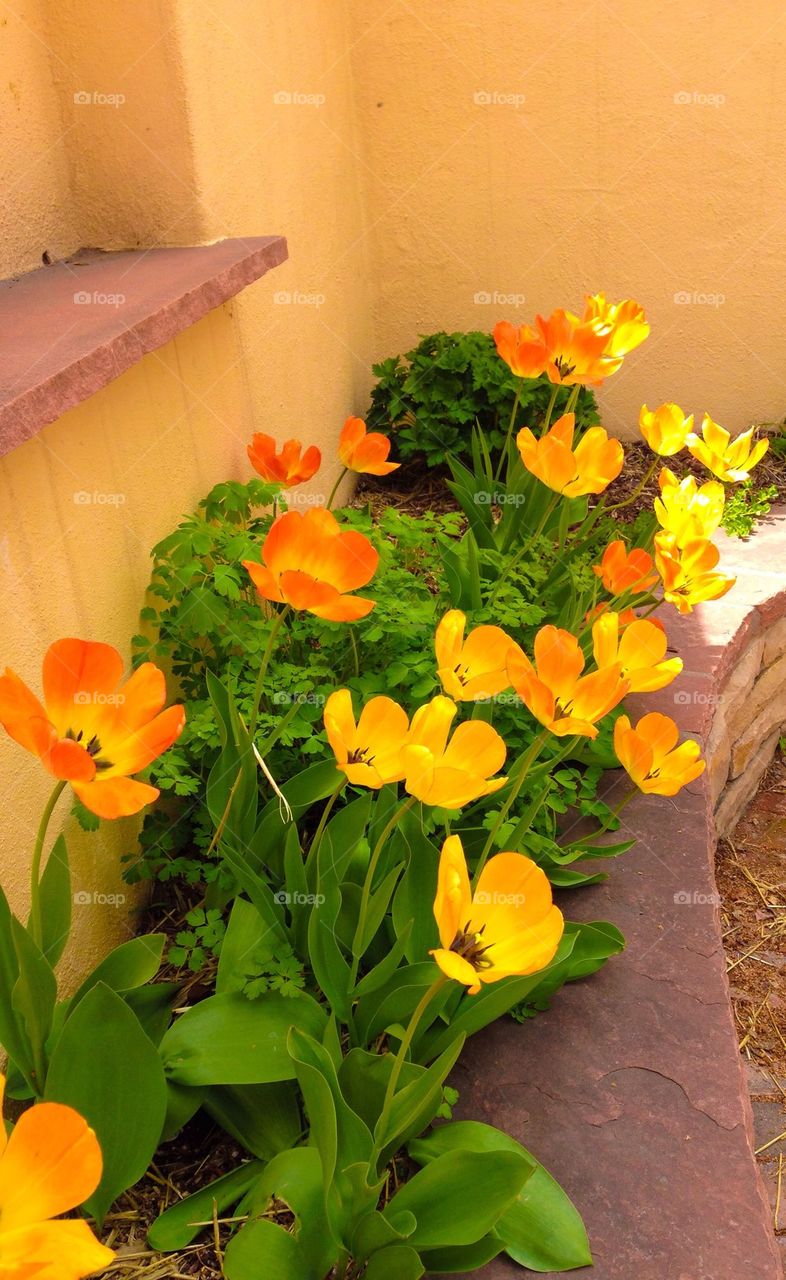 Flowers and adobe wall