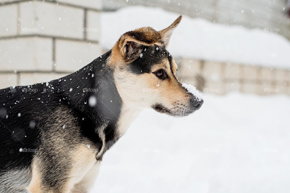 dog on the walk