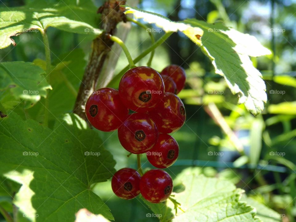 nice juicy red cluster of currants ready for jam.
