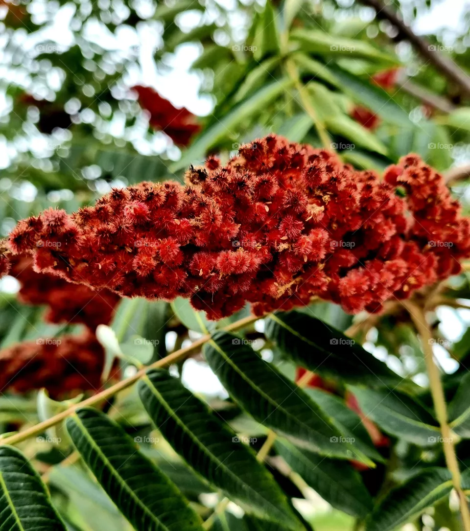 red