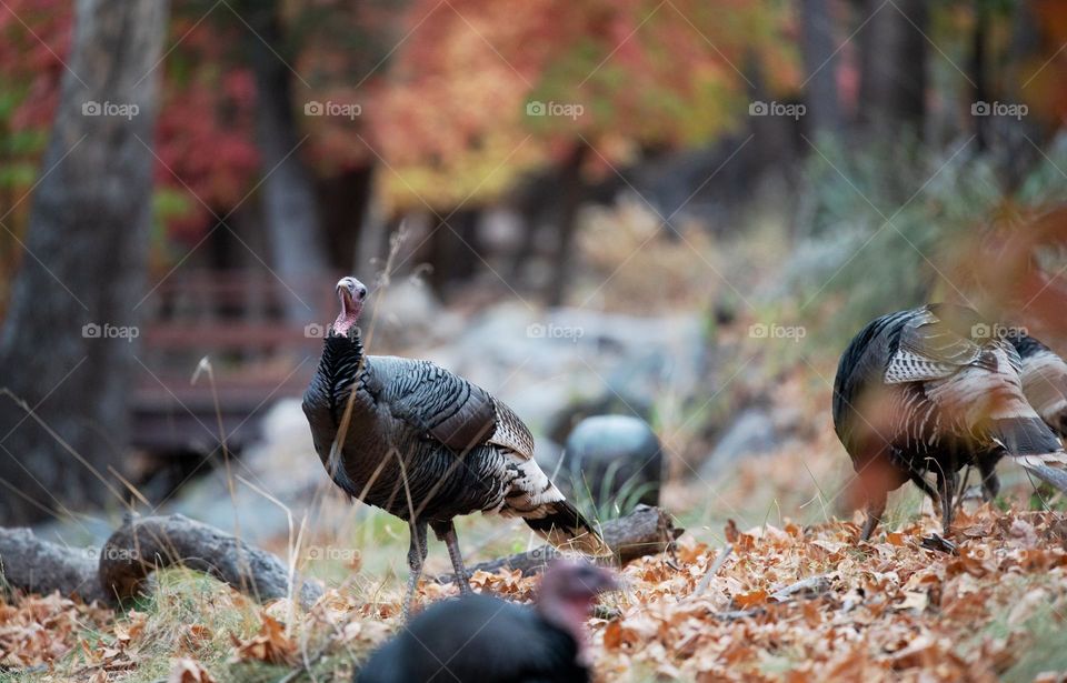 Wild turkey roaming around the forest in autumn 