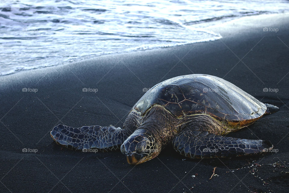 Green sea turtle taking a nap on a black sand beach.