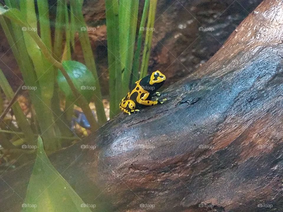 poison darr frog