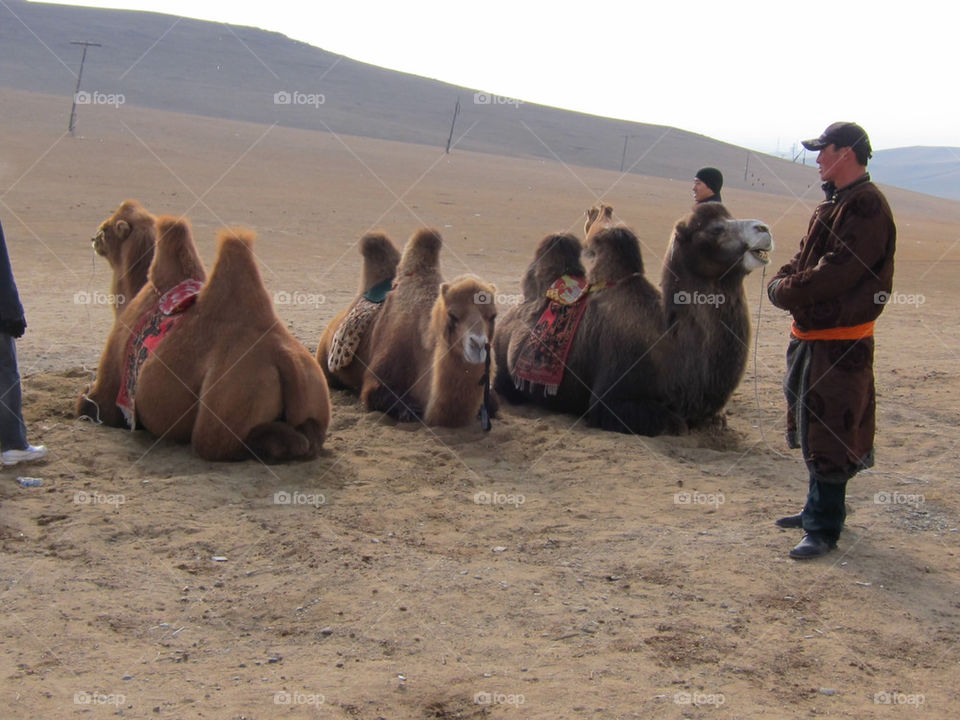 park animal sand desert by thepapierdollies