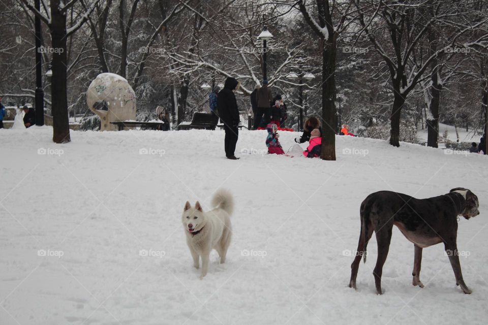 sledding on the first snow