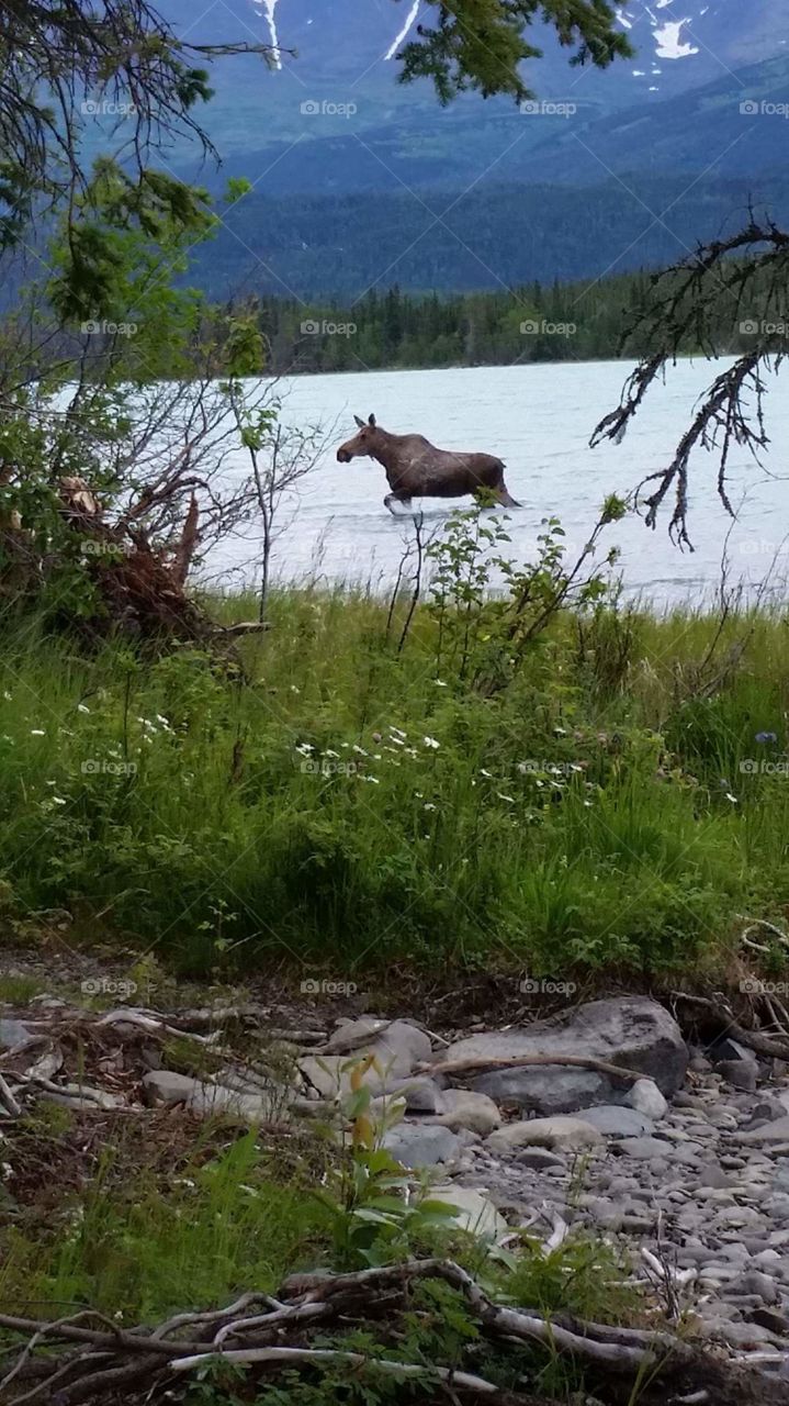 A moose through water.