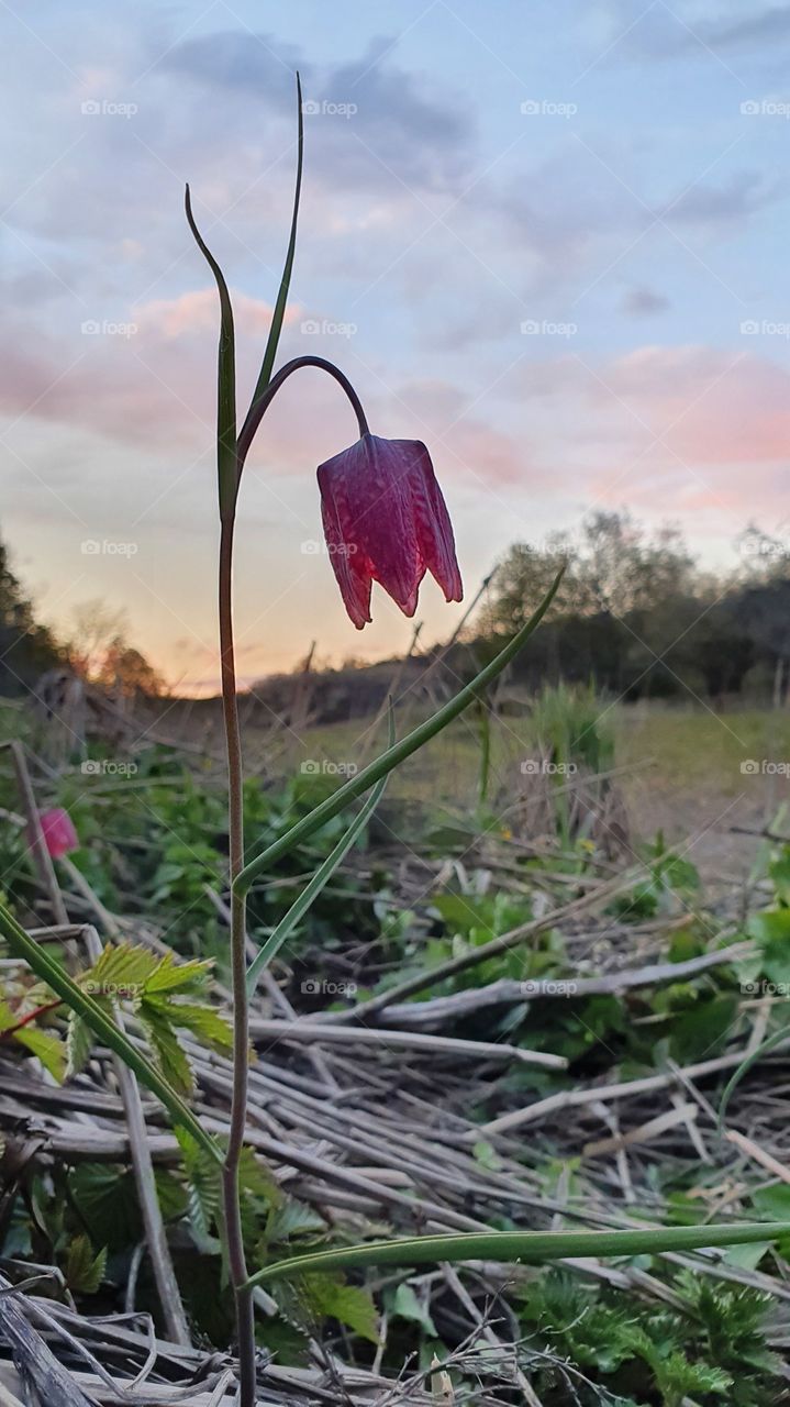 Fritillaria meleagris