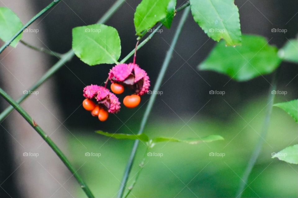 Spindle tree showing off it’s bright pink and orange seeds. 