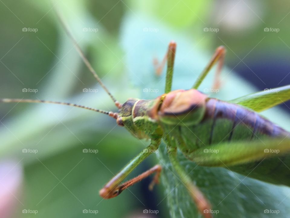Grasshopper