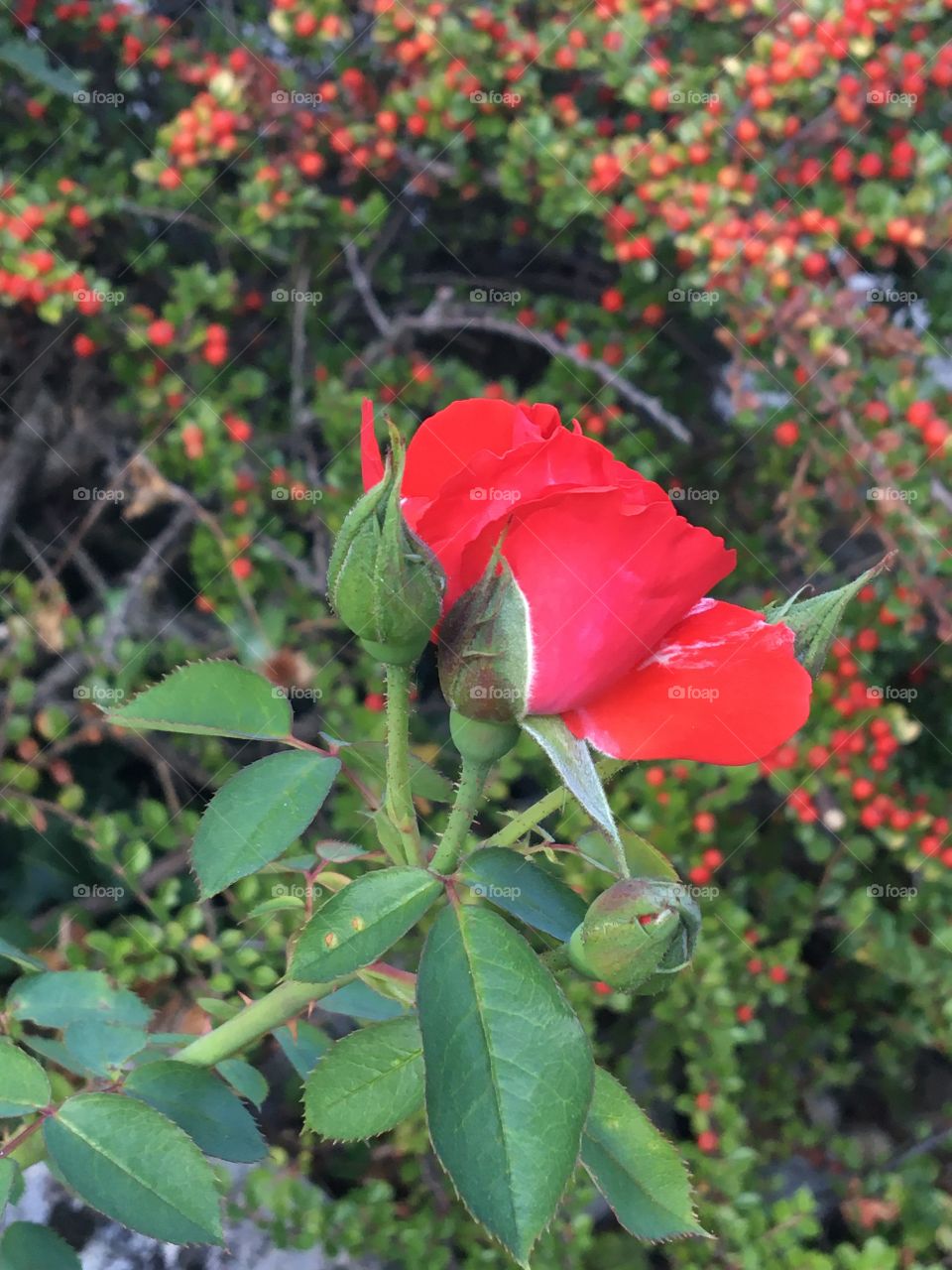Red rose with red cotoneaster in background 
