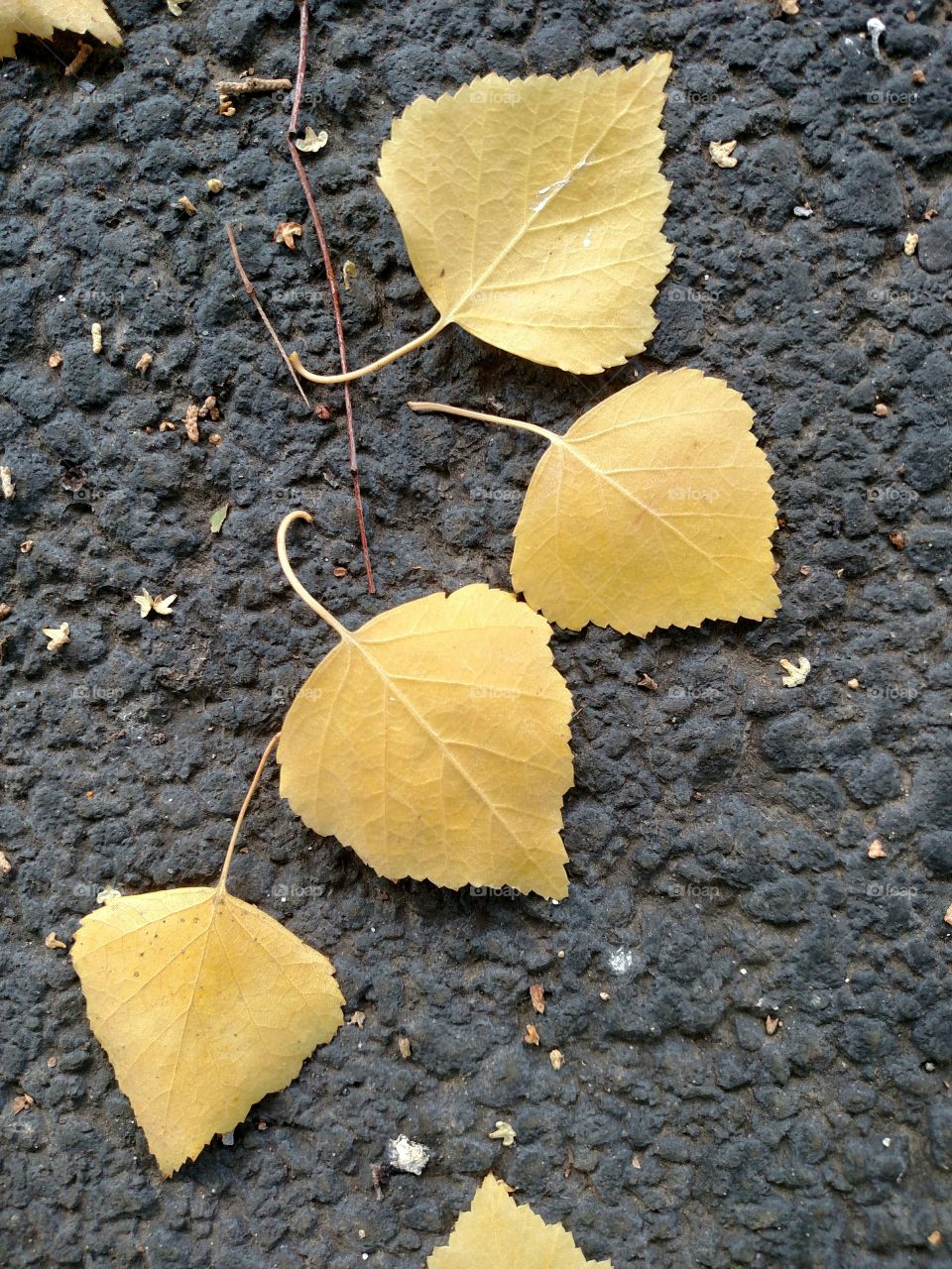 Autumn is coming. Yellow leaves Fall on the ground