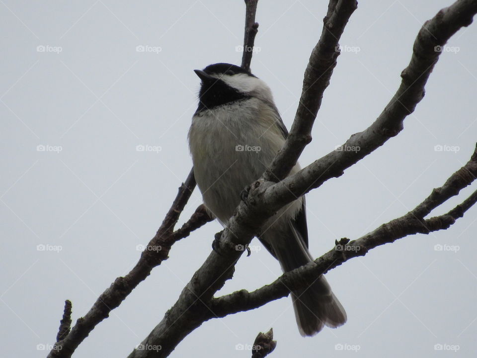 Bird, Wildlife, No Person, Animal, Nature