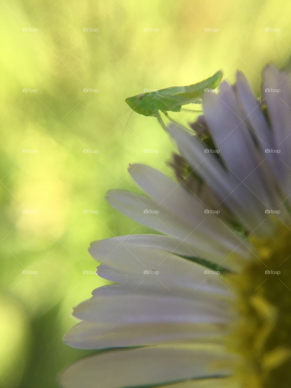 Tiny green insect