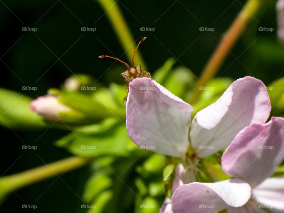 bug sitting on a flower petal