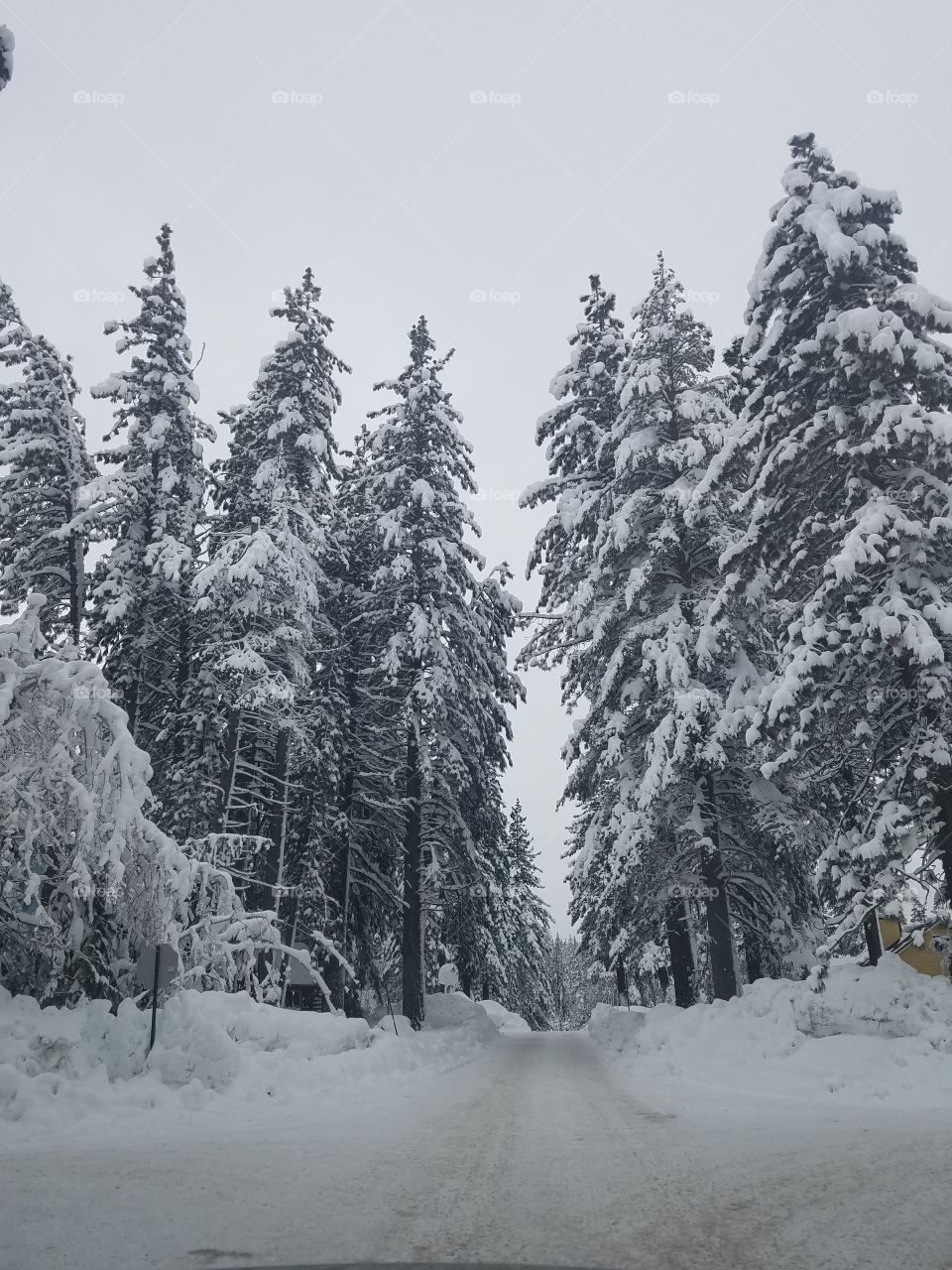 Fresh white snow on old tall pine trees