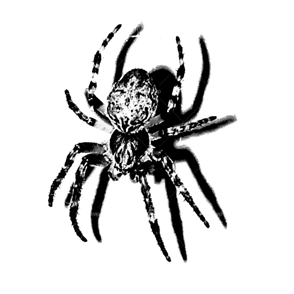 Spider and its shadow