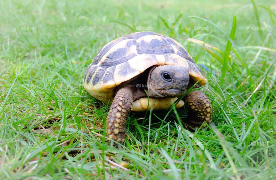 Tortoise
