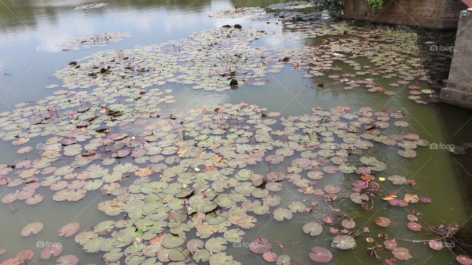 Pool, Water, Lake, No Person, Environment