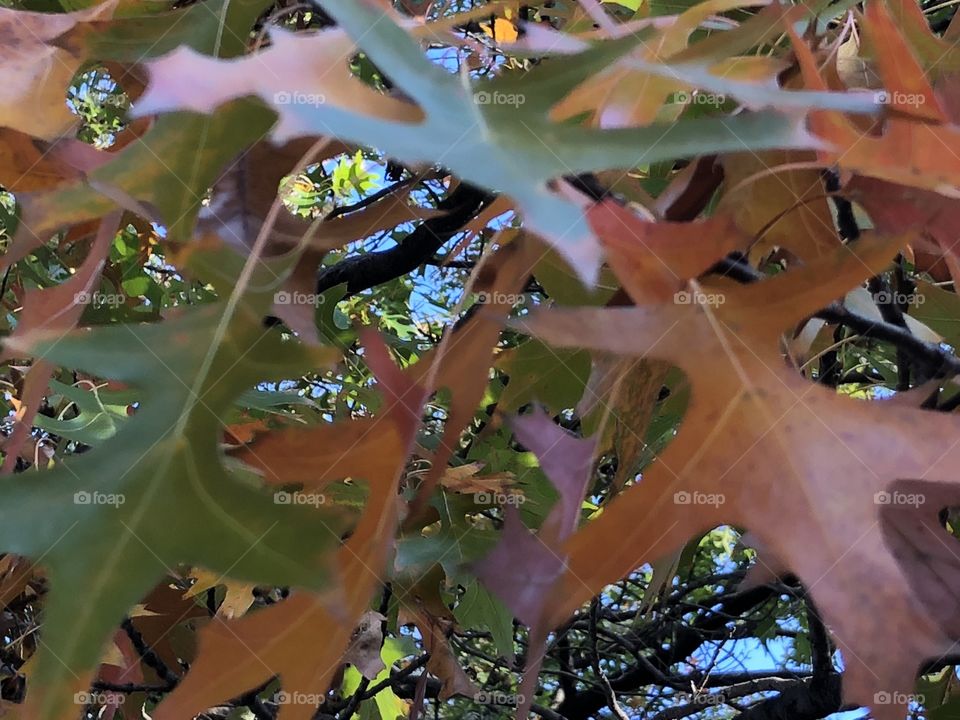 Changing colors of leaves on a tree in the fall season