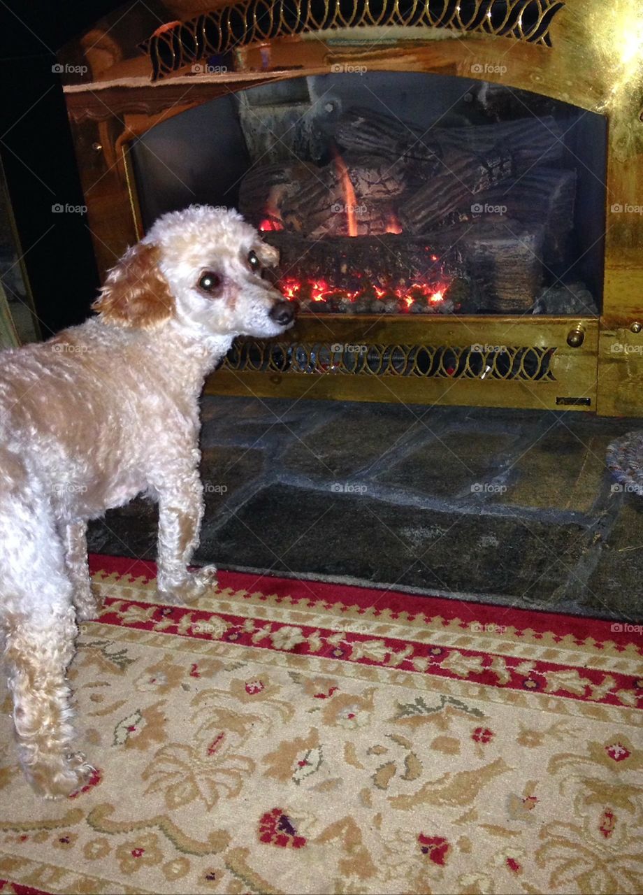Dog loving fireplace hearth & flames.