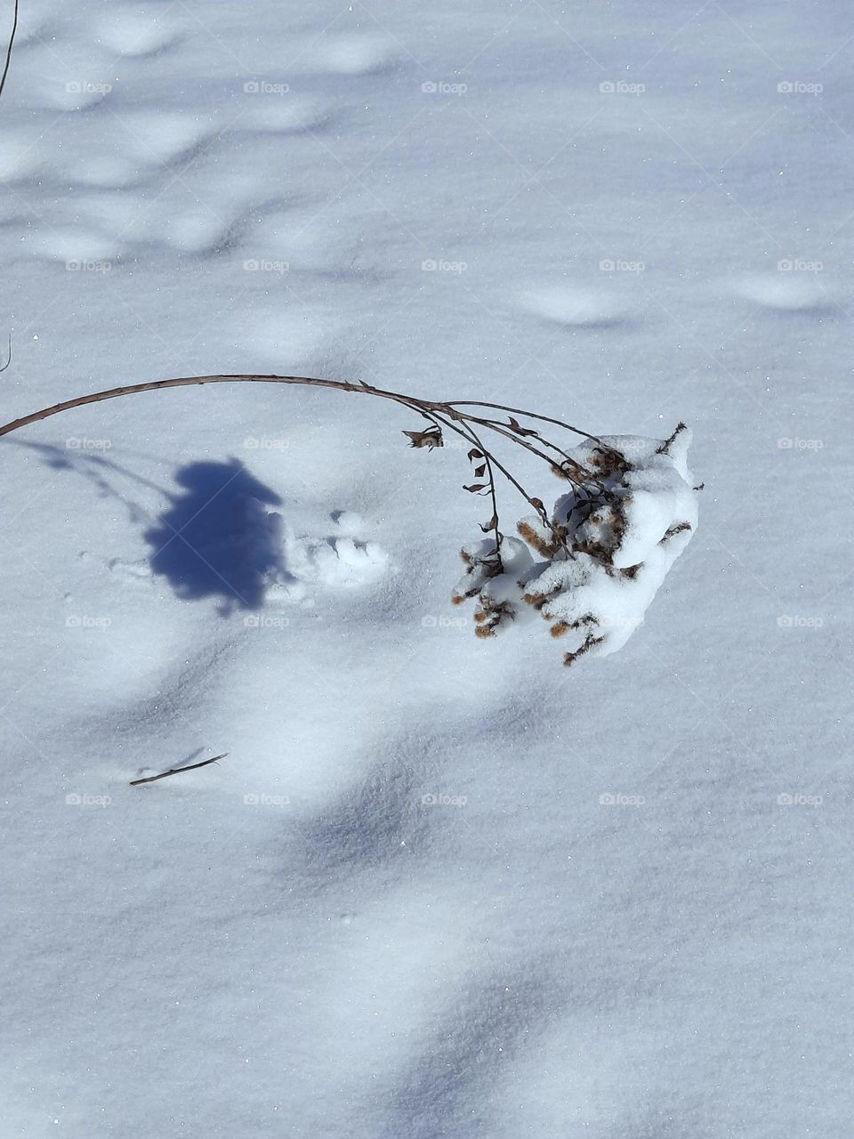 dried flower leaning under the weight of snow