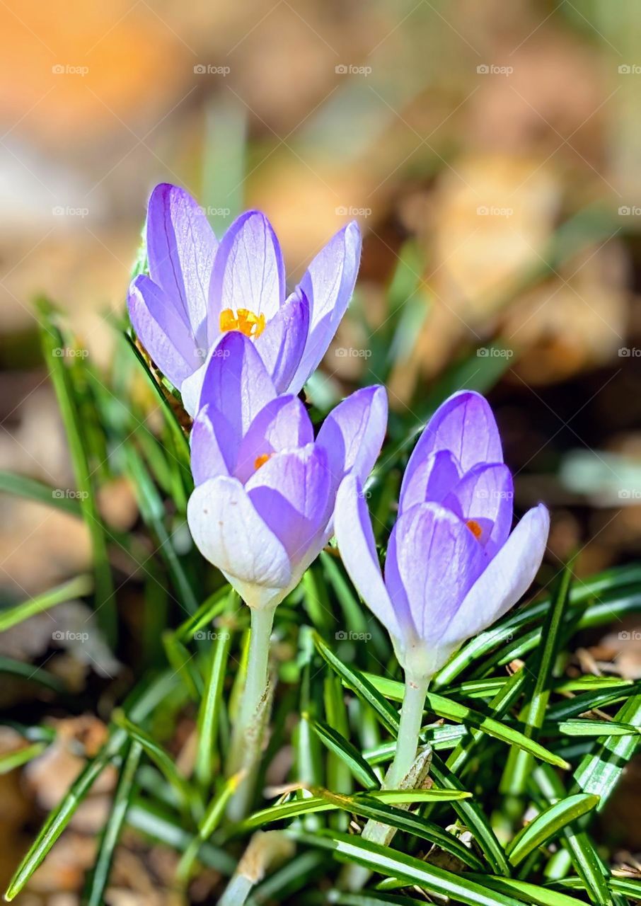 Crocus flowers