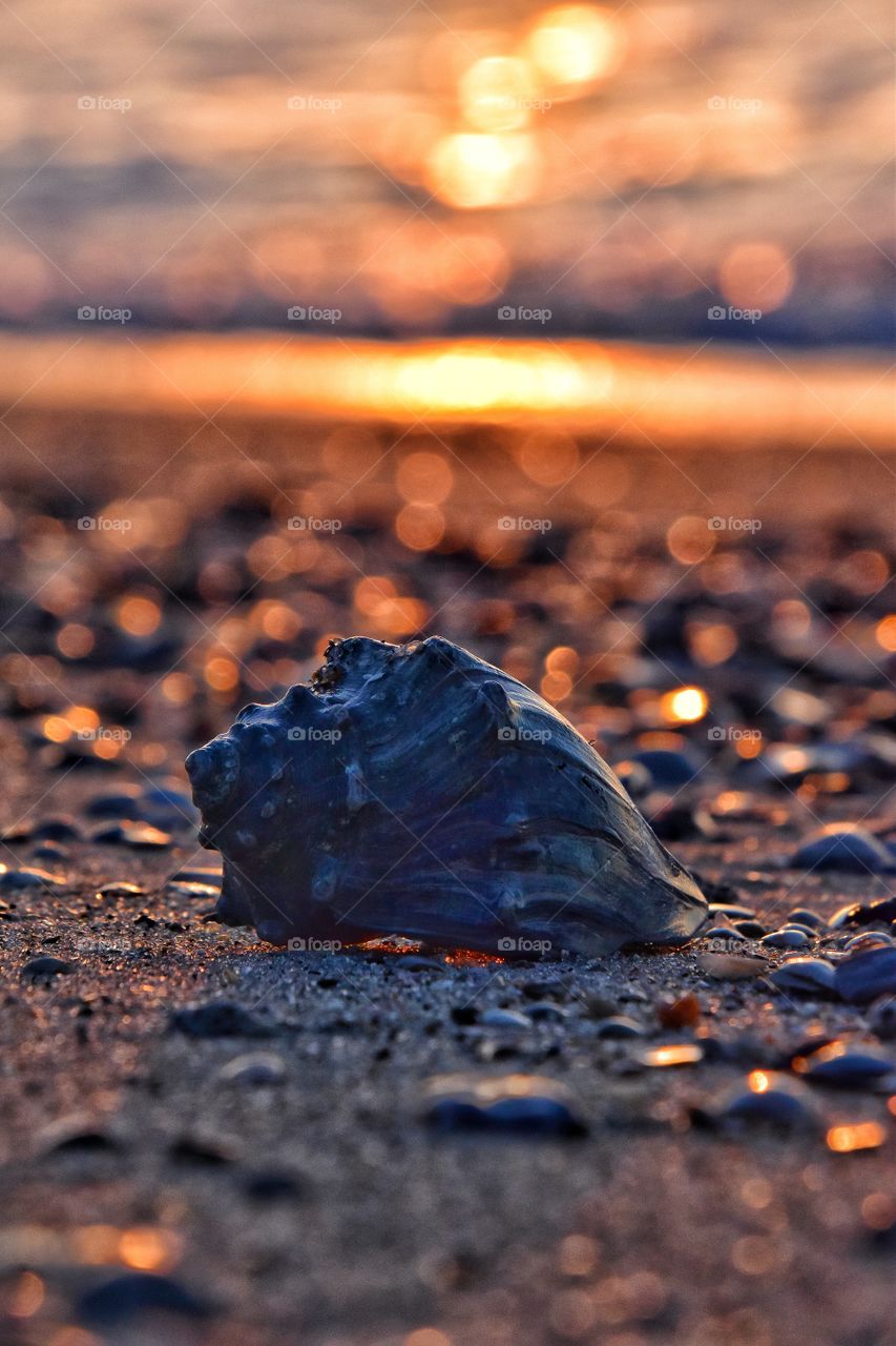beautiful seashell at sunrise