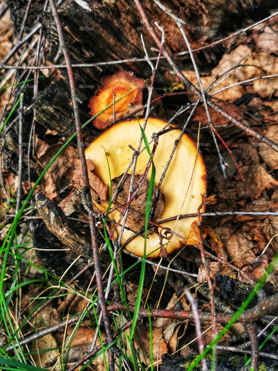 Flatlay mushroom focus day part sun sunny travel Light reys view nature