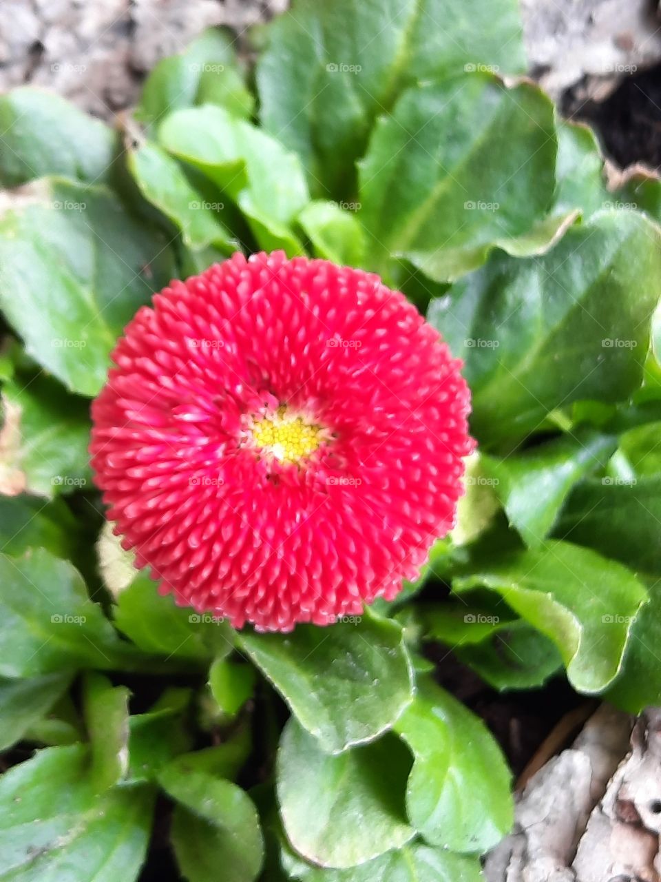 first flowers in the garden - red daisy in green leaves