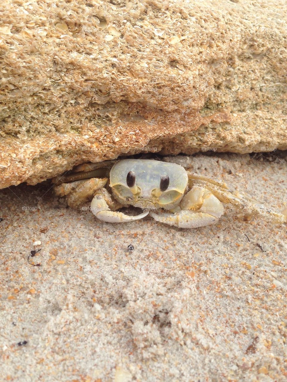 Crab 