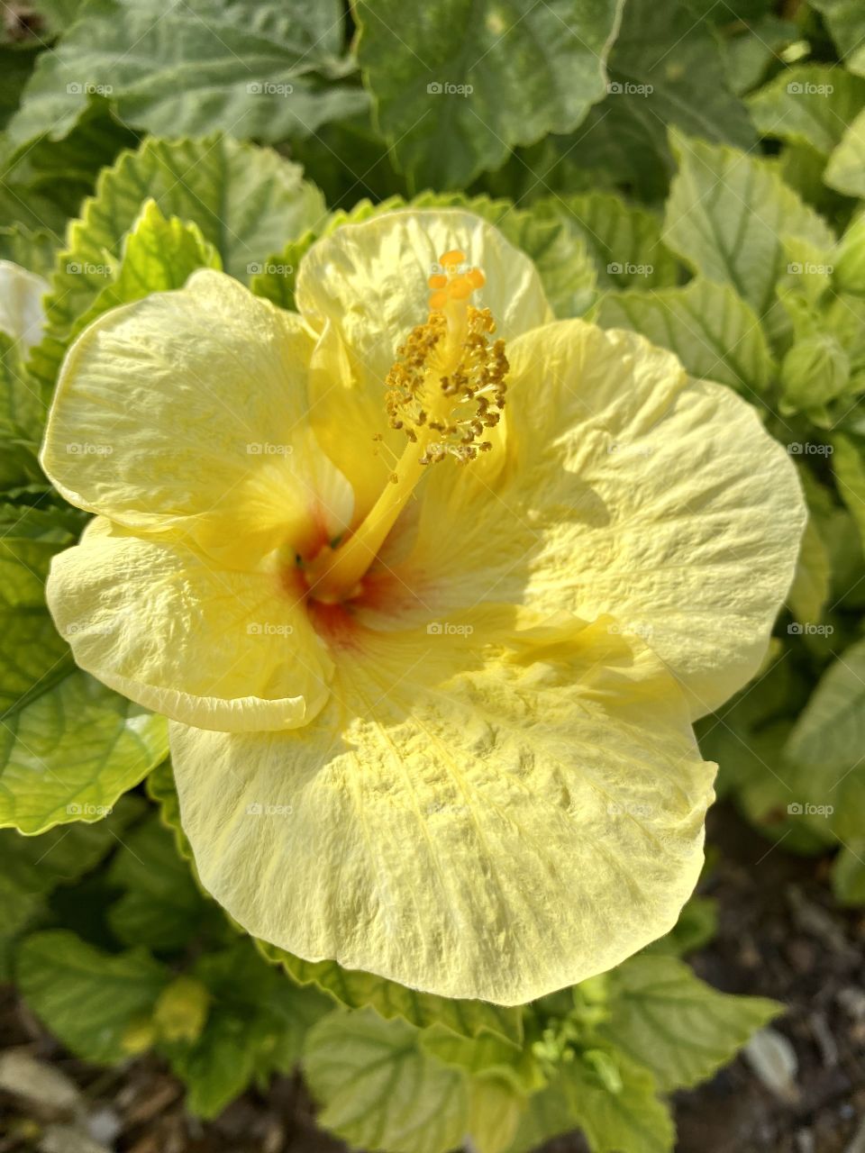 Portrait of the flower 