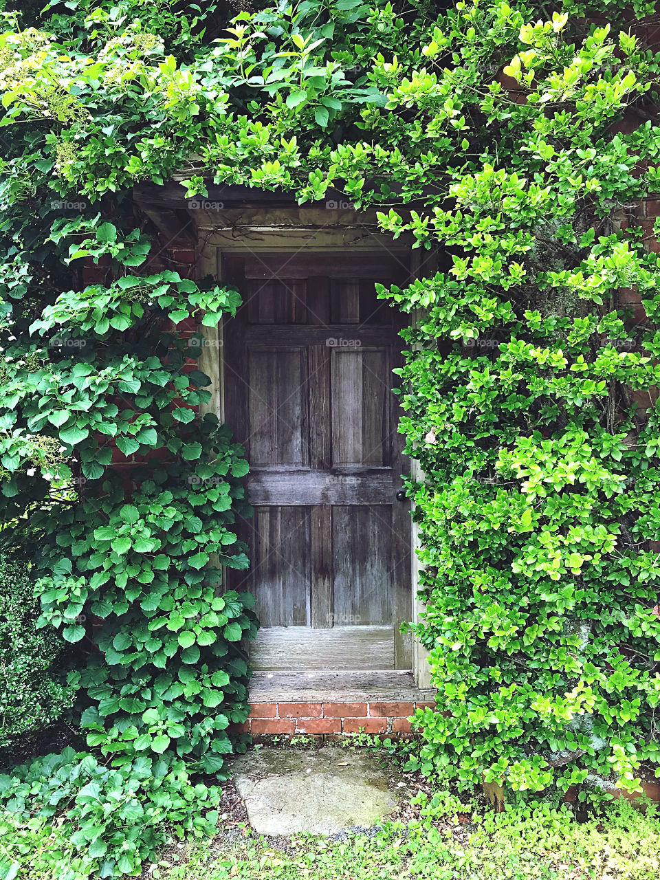 Door surrounded by green vines