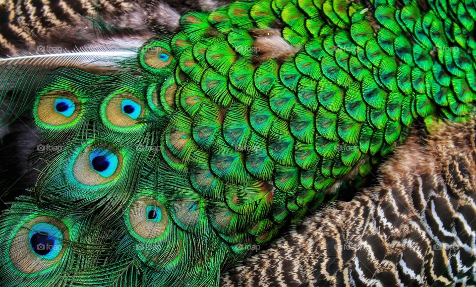 feathers of peafowl - art on the feathers