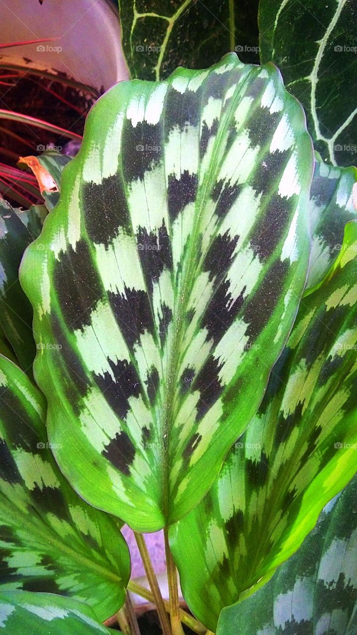 Nice deep green-light green pattern of flower leaves
