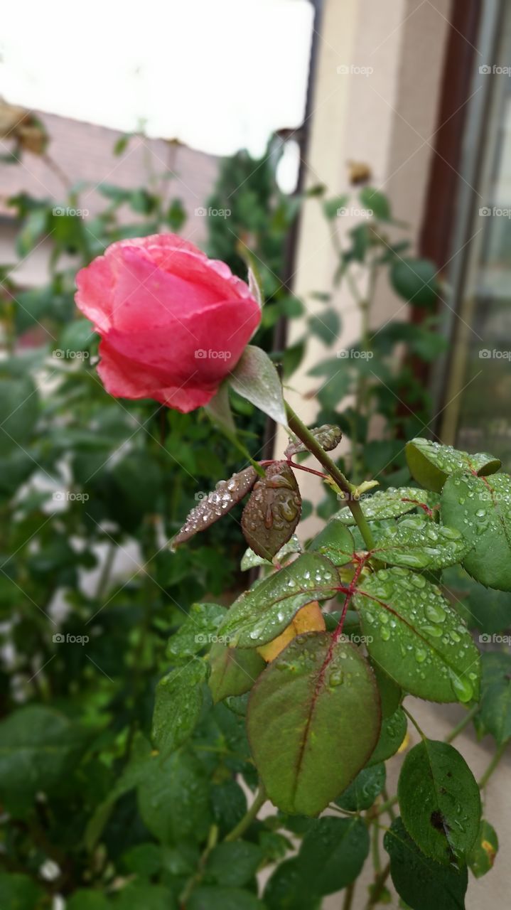 rain and flower