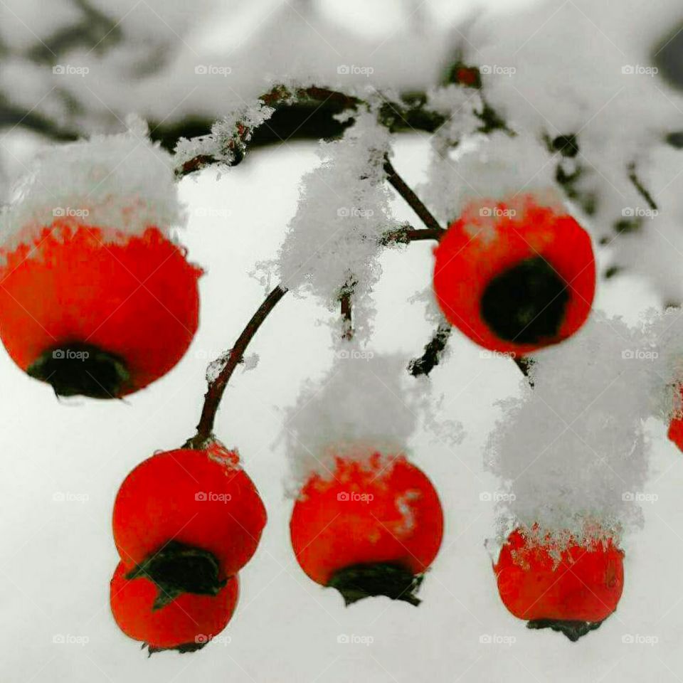 snow berries
