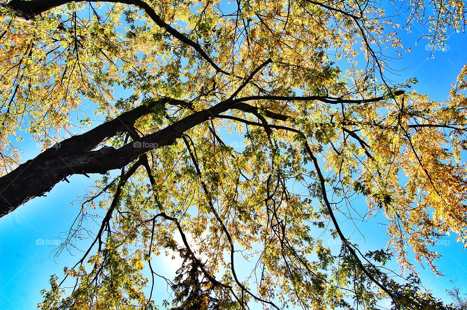 cool nice fall indiana pretty trees awesome fort wayne by brockwillis