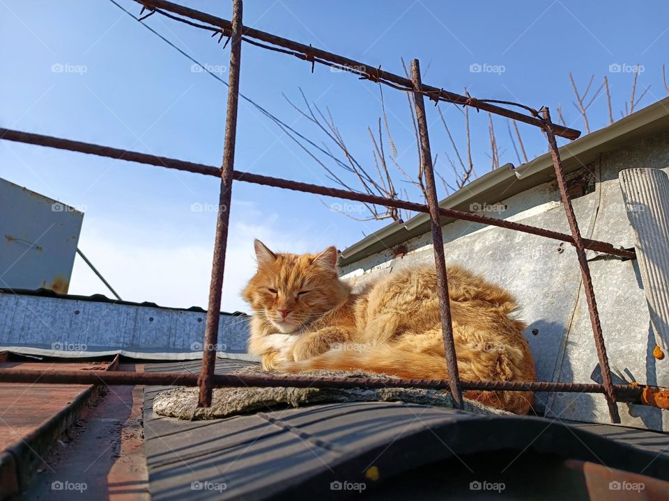 cat sleeping on the roof of the house
