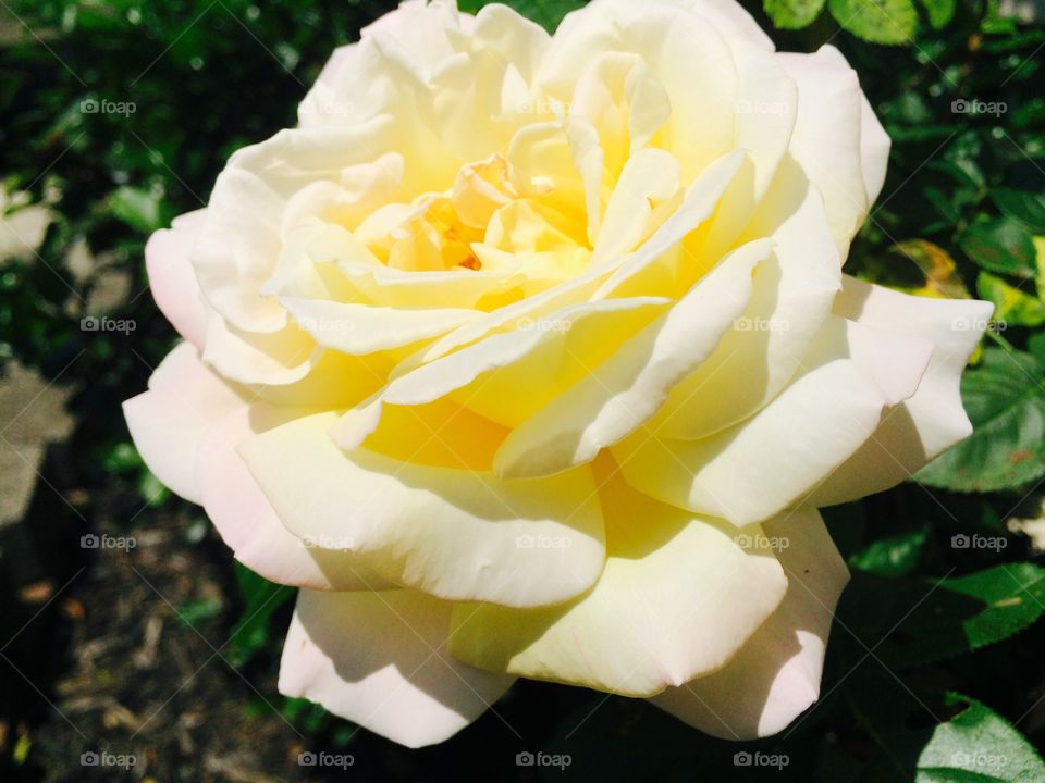 White yellow pink rose. I don't know what kind of rose this is but it is mostly white and light yellow with a touch of pink.  Very beautiful!