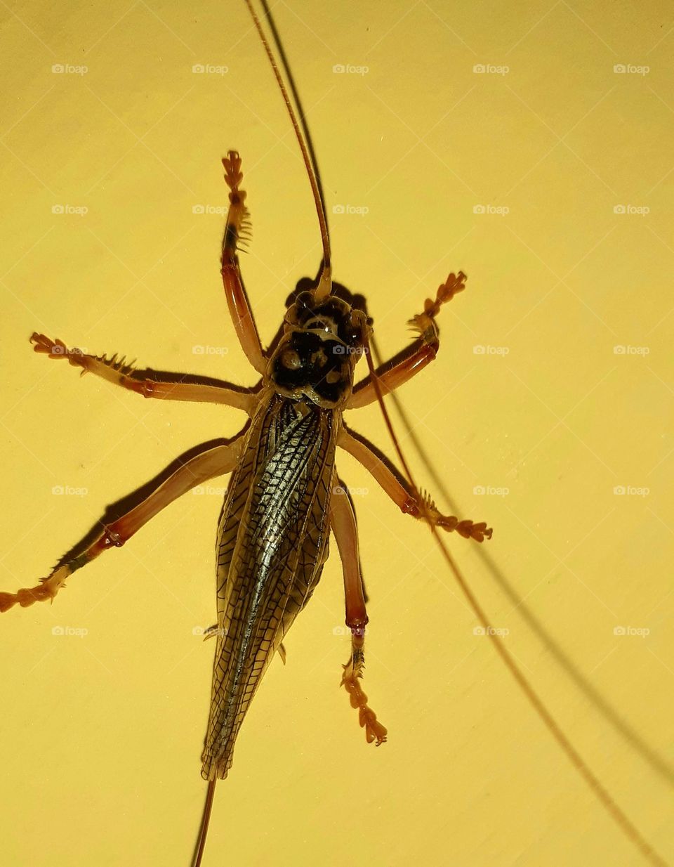 House cricket
Acheta domesticus, commonly called the house cricket, It may be seen on rubbish dumps and in gardens in summer, but often found in houses
