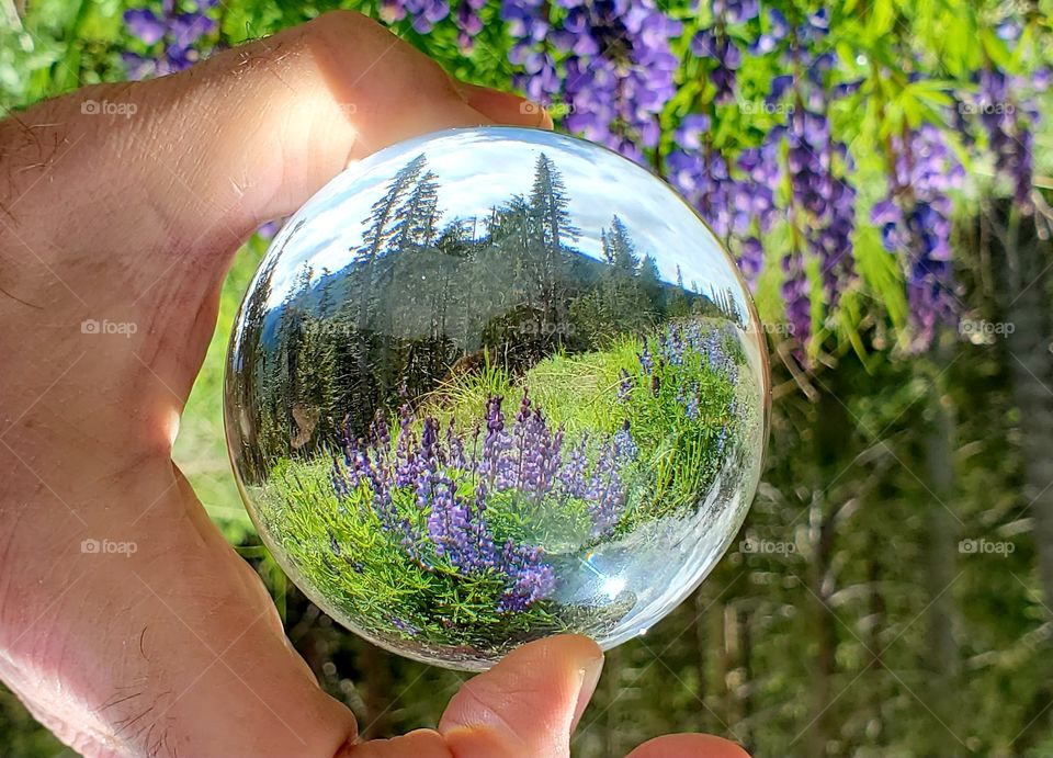 Wildflowers in Olympic NP - crystal lens