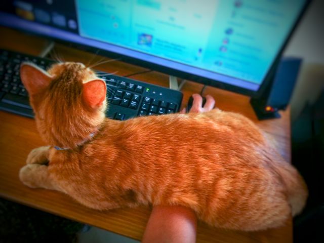 Cat sitting on owner's arm.