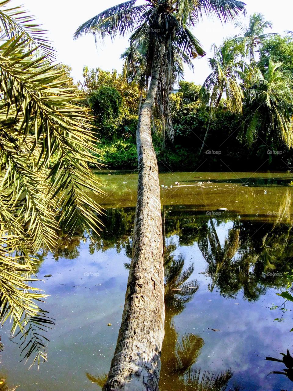 Coconut tree around the pond.