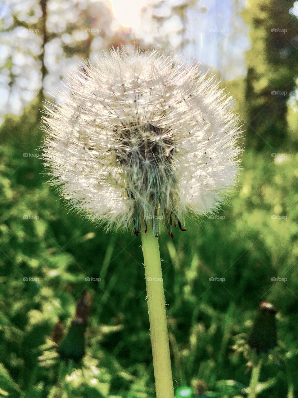 dandelion seed head in a meadow on the edge of a wood