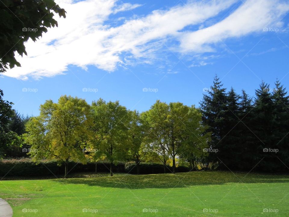 Fall trees in the park